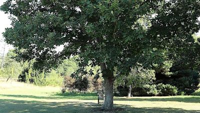 Hampshire tree